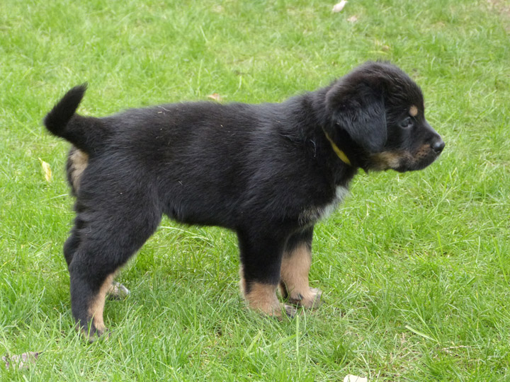 chinook dog